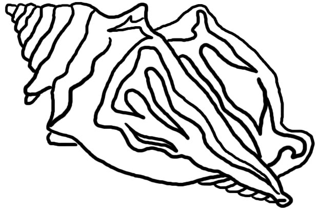 How To You Draw A Conch Shell - ClipArt Best