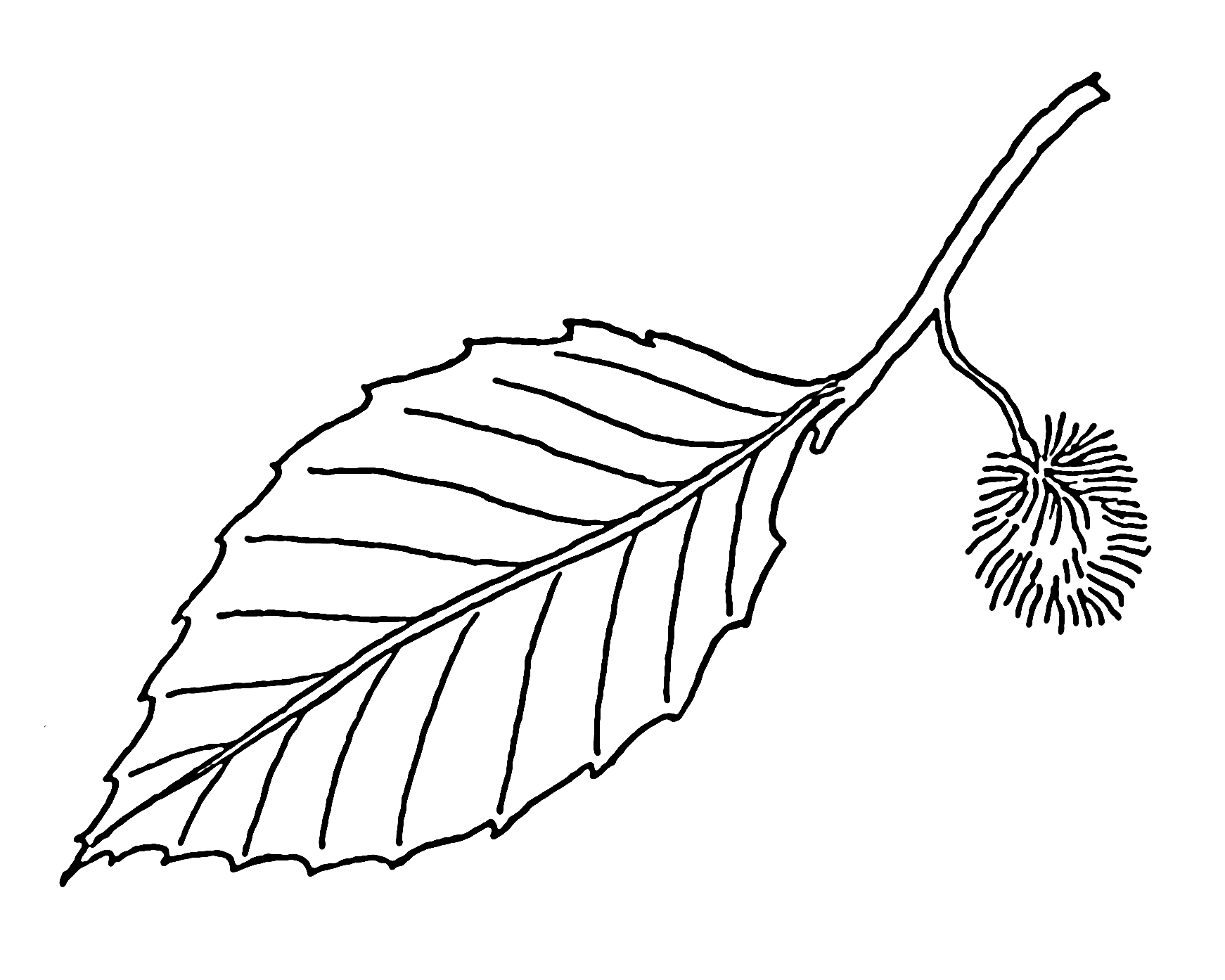 Leaf Line Drawing