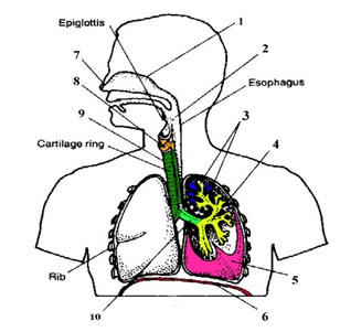 Label Respiratory System Diagram - ClipArt Best