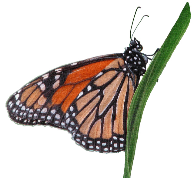 Wanderer or Monarch butterfly clipart, lge, 13cm texture | Flickr ...