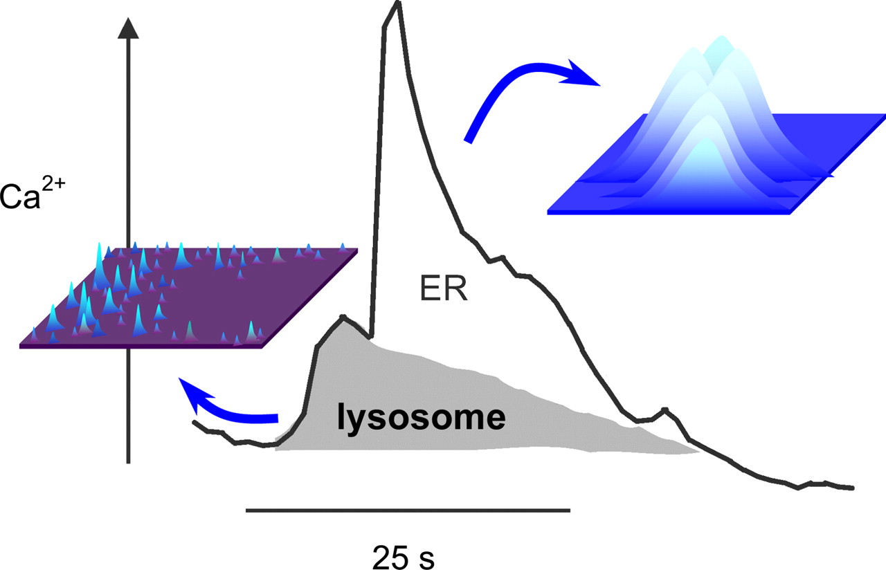 Calcium signaling via two-pore channels: local or global, that is ...