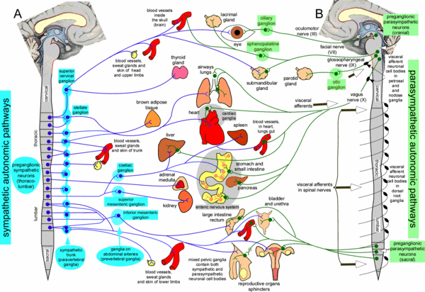 Autonomic nervous system - Scholarpedia