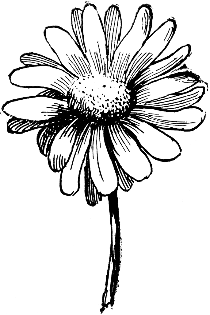 Daisy Hand Drawn Clipart