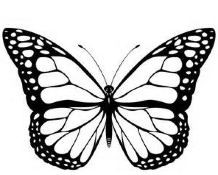 Monarch Butterfly | Butterflies ...