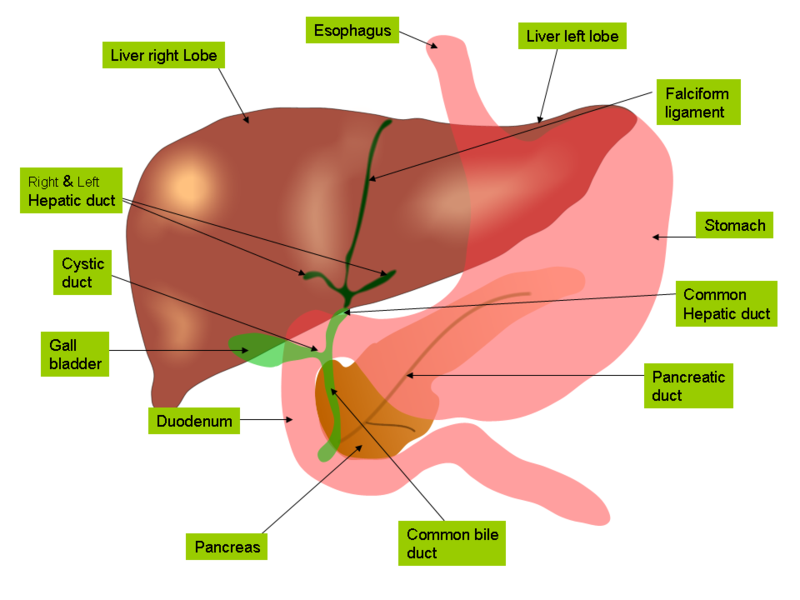 Gastrointestinal System - Medical School Notes