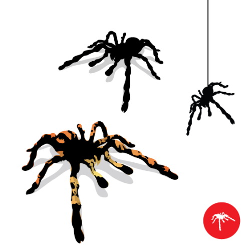 Tarantula Spider Vector | DragonArtz Designs - ClipArt Best ...