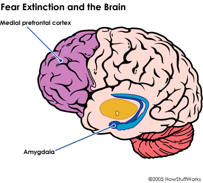 America, please vote with your prefrontal cortex, not your ...