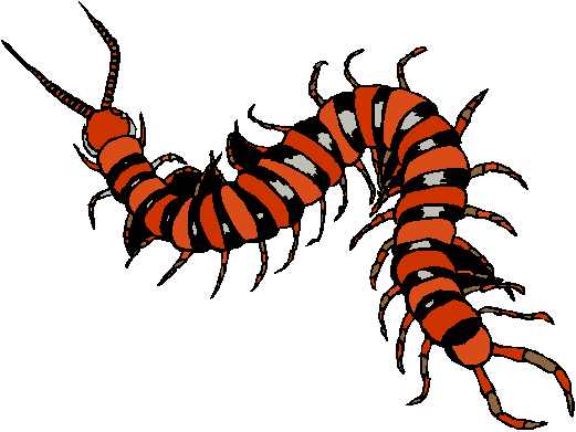 Centipede Clipart | Free Download Clip Art | Free Clip Art | on ...