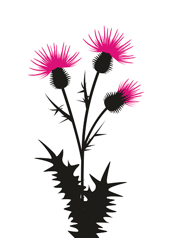 Thistle Clip Art, Vector Images & Illustrations