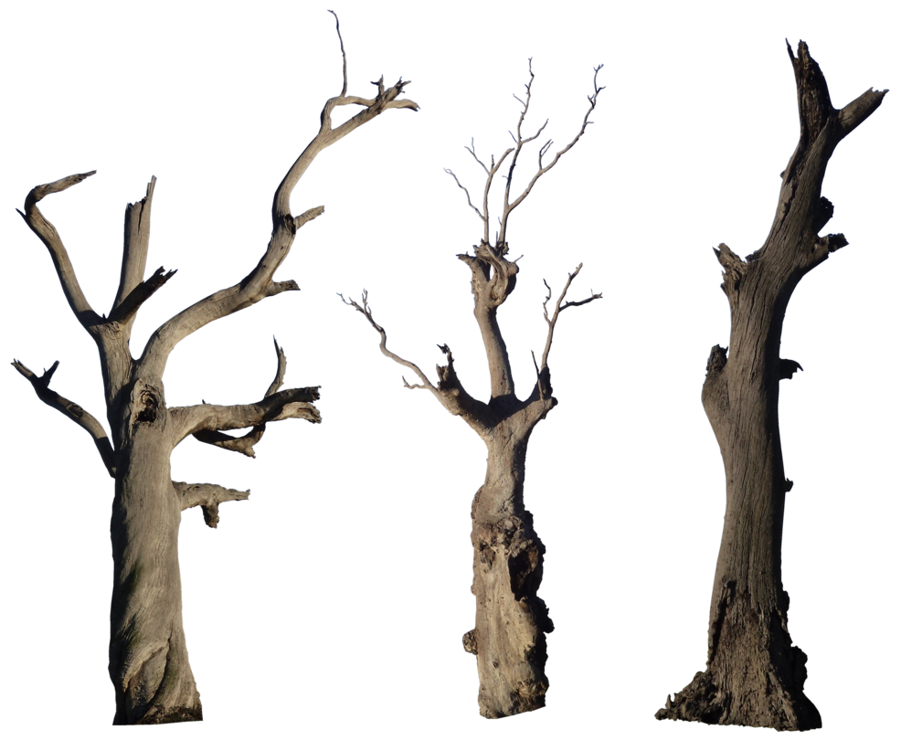 Dead Tree Png - ClipArt Best