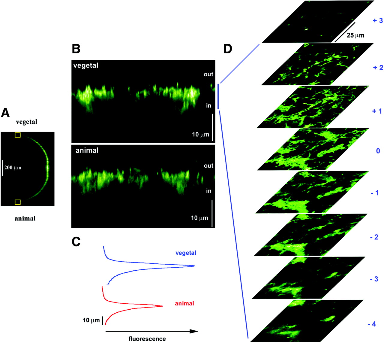 Structural and functional relationships between Ca2+ puffs and ...