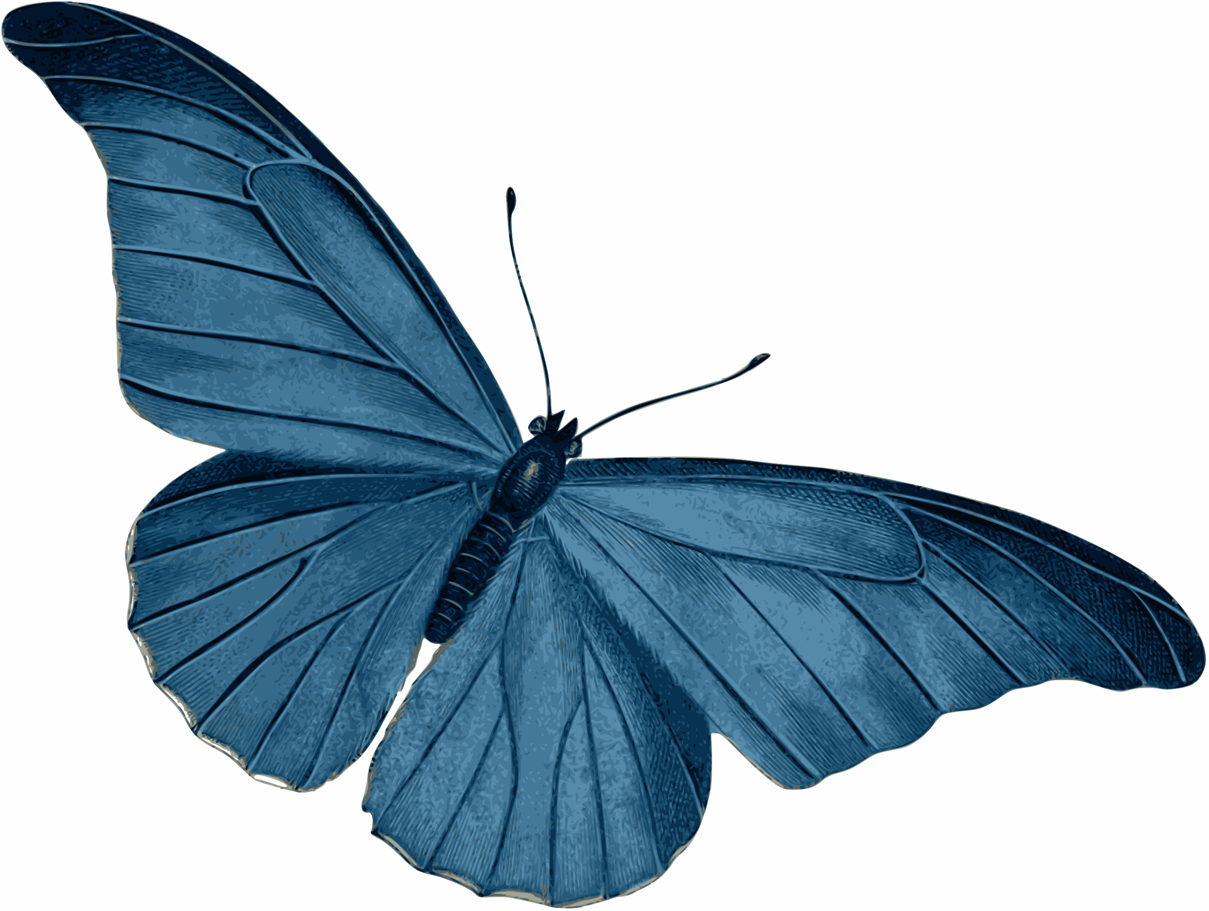 Blue Butterfly Vector Art - Free Public Domain Stock Photo