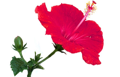 Hibiscus Flower Clipart Images