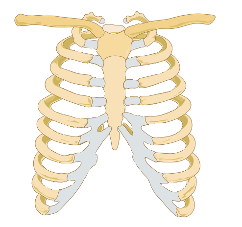 Rib Cage - Human Body Pictures & Diagrams - Science for Kids