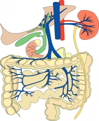 Digestive Organs Medical Diagram clip art - Download free Other ...