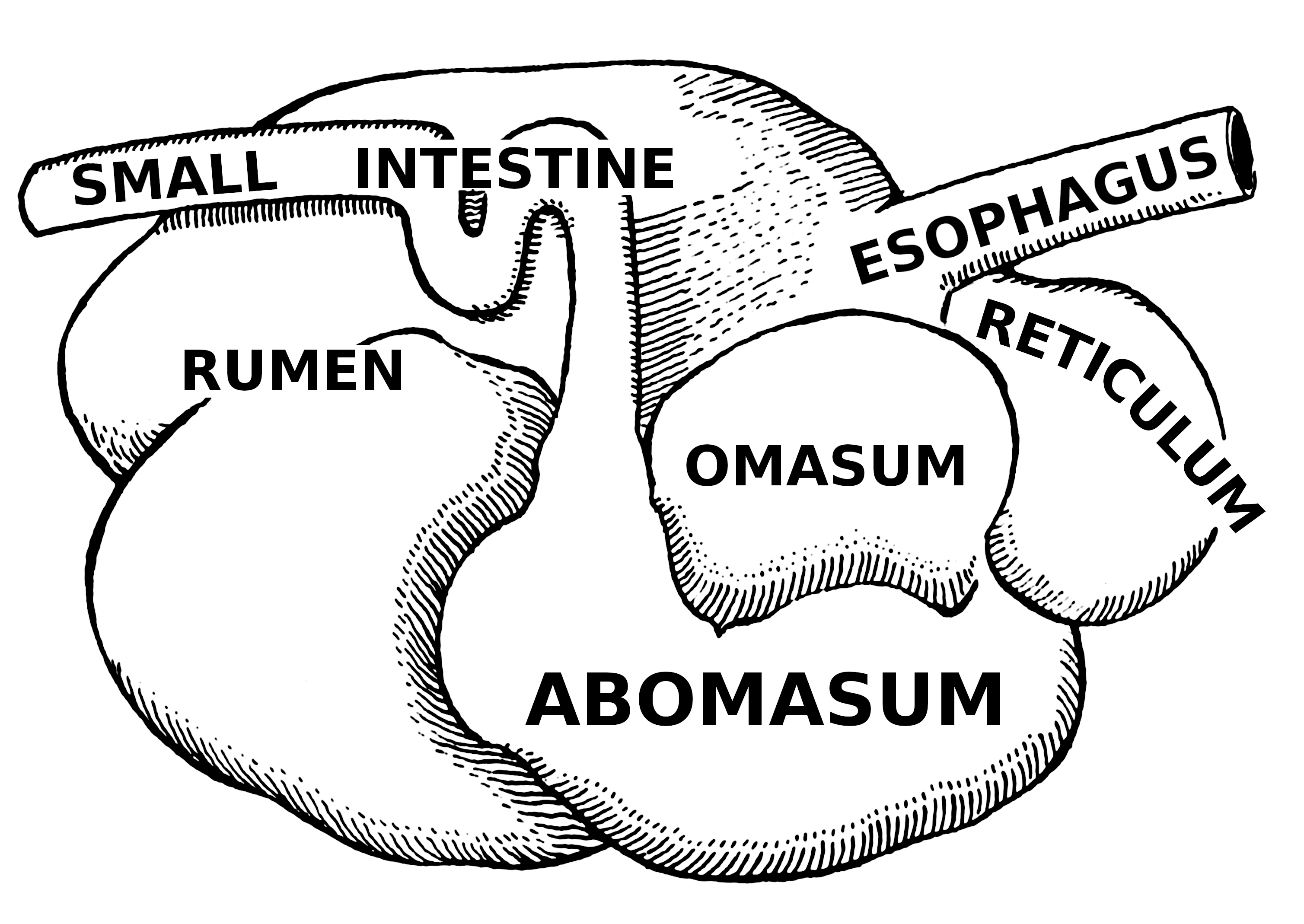 Images For > Frog Circulatory System Venous