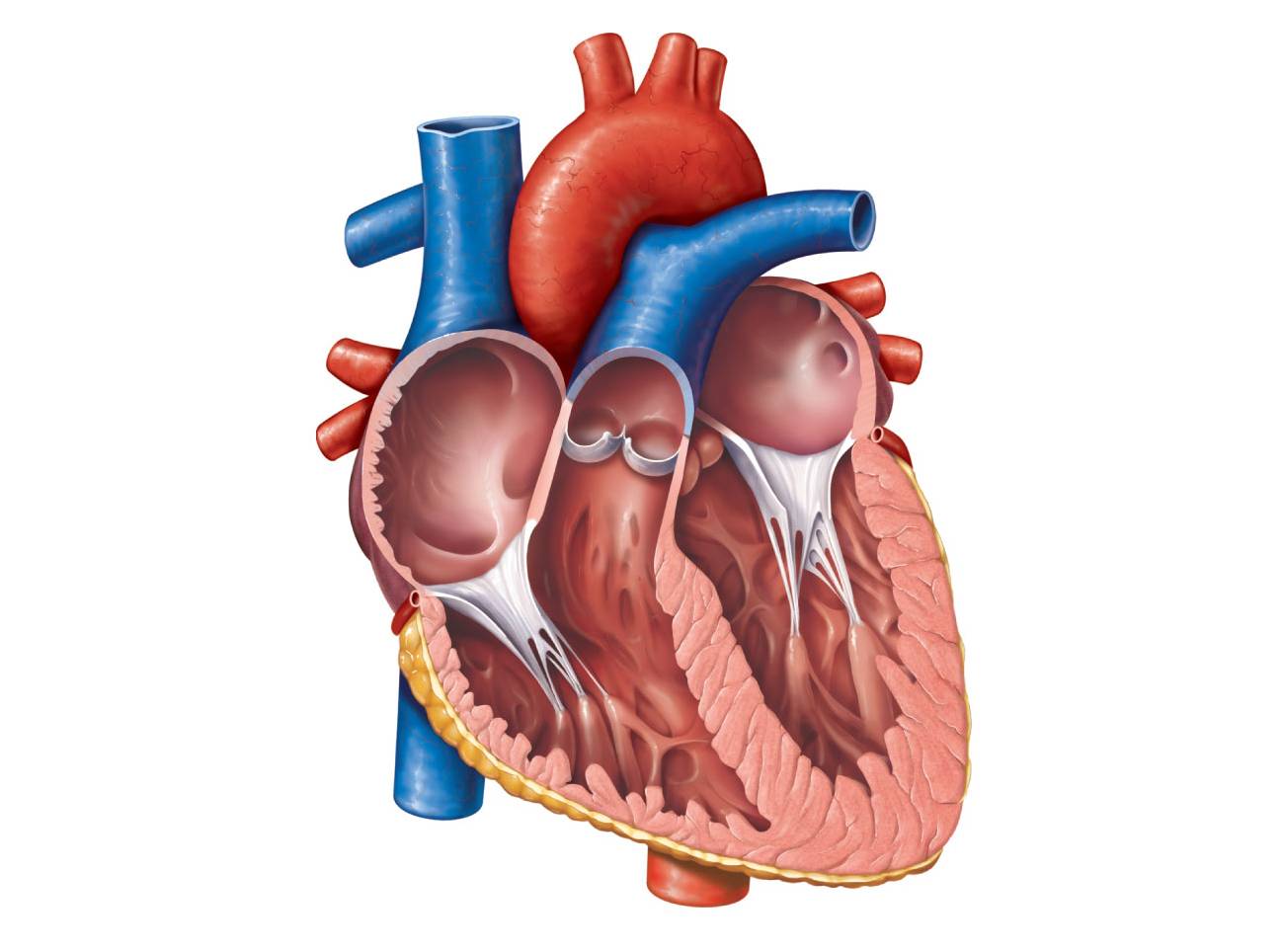 Heart Diagram Clipart