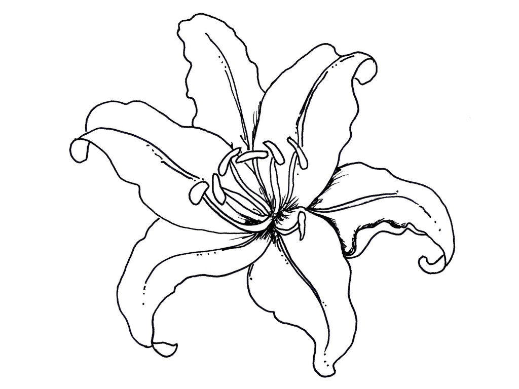 Rainforest Flower For Drawings - ClipArt Best