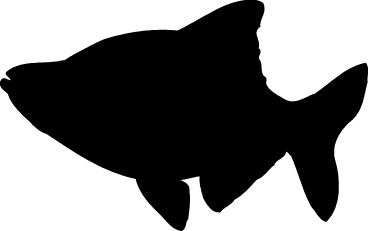 Fish silhouette clipart