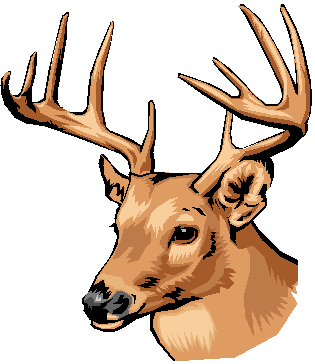 Whitetail Deer Drawings - ClipArt Best