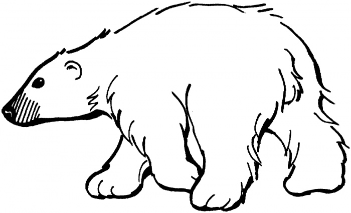 Bolar bear clipart outline