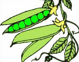 Free Pea Plant Clipart