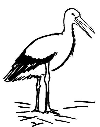 How to draw a Stork