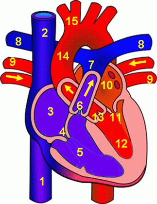 Unlabelled Diagram Of The Heart | Free Download Clip Art | Free ...