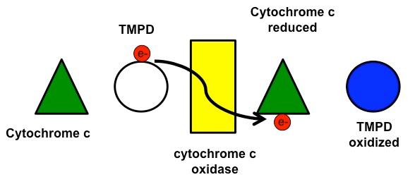 Plasmolysis - ClipArt Best