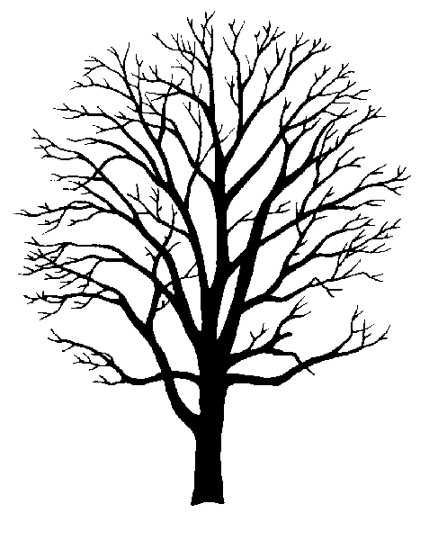 Outline Of Tree With Branches