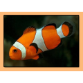 Saltwater Clown Fish, Anemone Fish | Reefs2go.