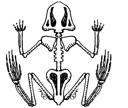 Skeleton Clipart