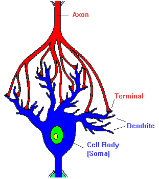 Nervous System Neurons Diagram - ClipArt Best