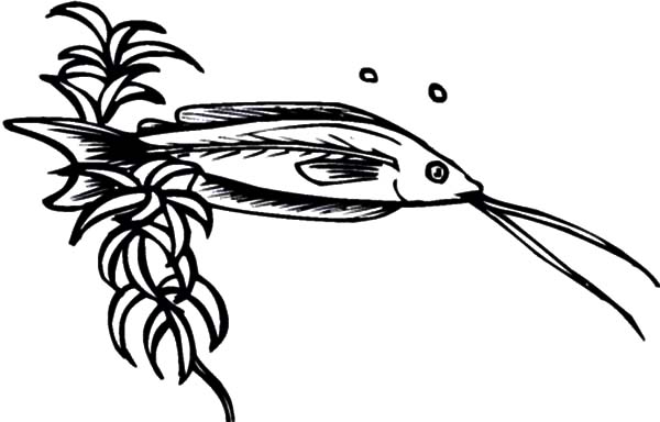 Channel Catfish Coloring Pages | Best Place to Color