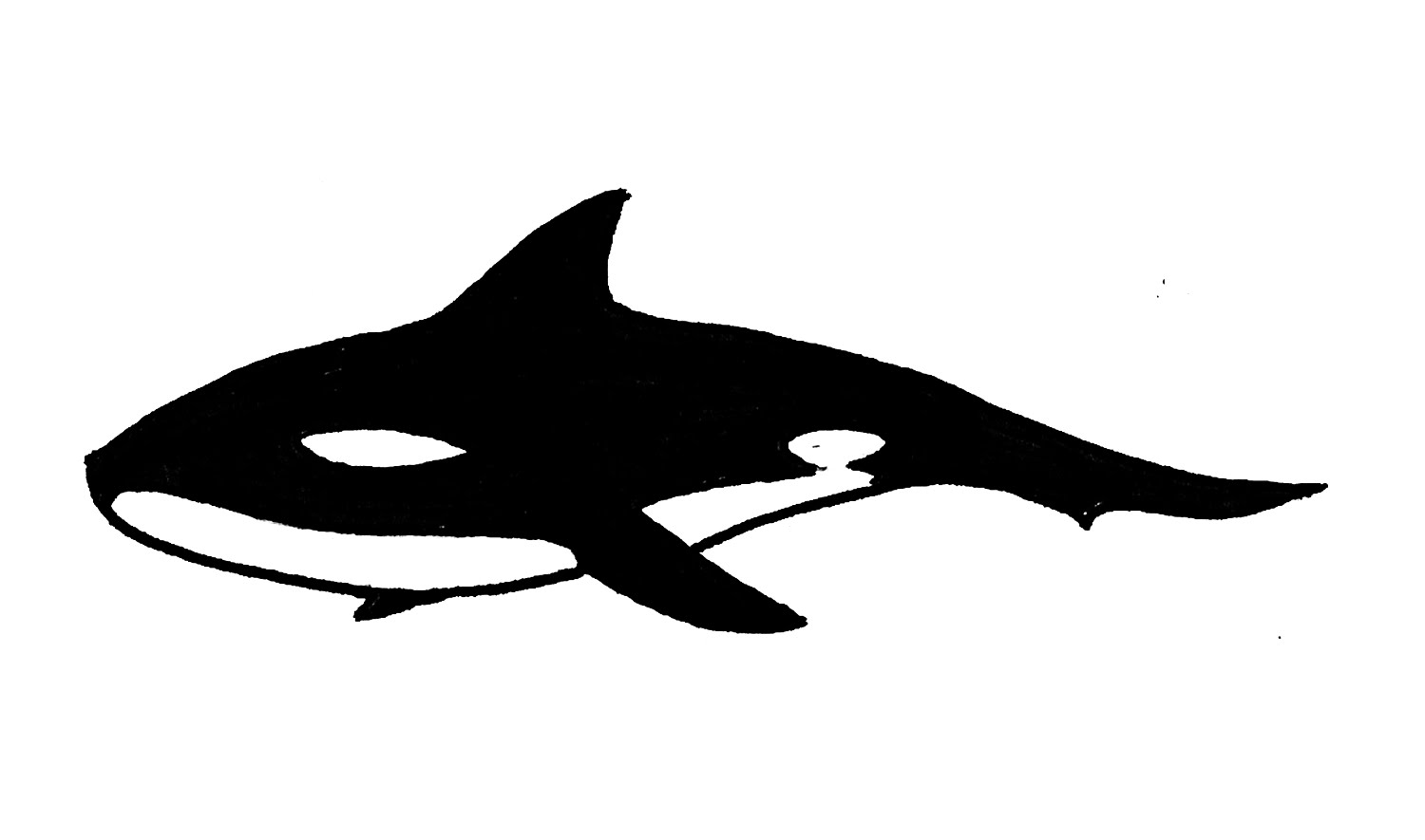 How to Draw an Orca Whale (killer, animals) - YouTube