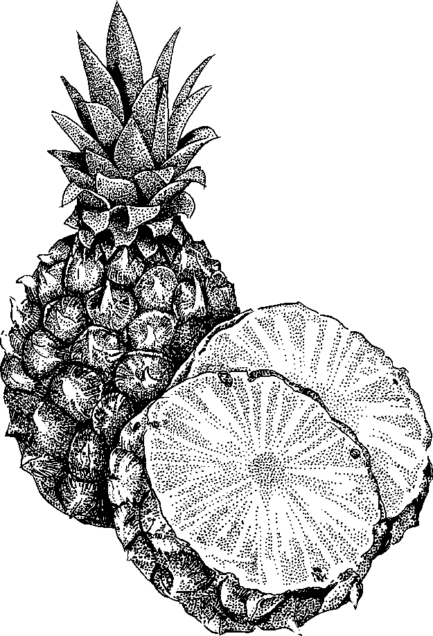 Pineapple clipart black and white free - ClipartFox