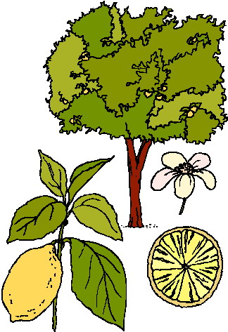 Trees Clip Art