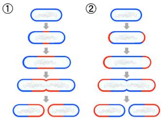 Binary fission - Online Biology Dictionary