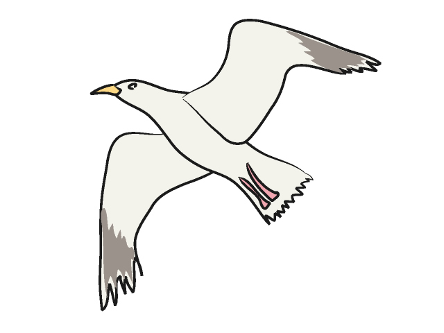 Seagull Clip Art - Images, Illustrations, Photos