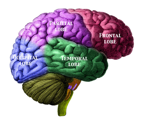 Brain Diagram Labeled Lobes - Juanribon.com