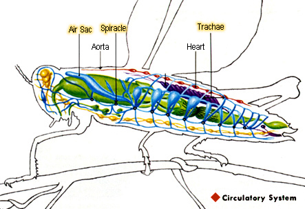 Phylum Insecta: Circulatory System