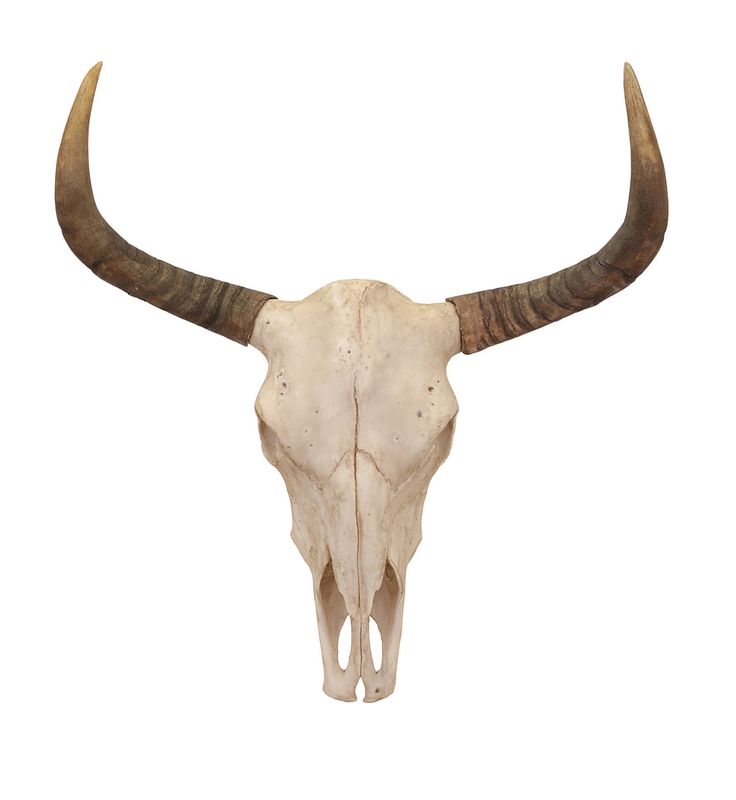 Bull Skulls | Painted Cow Skulls ...