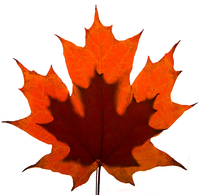 Images Of Maple Leaves - ClipArt Best