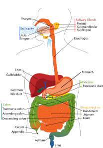 12641389531288784077Digestive_ ...