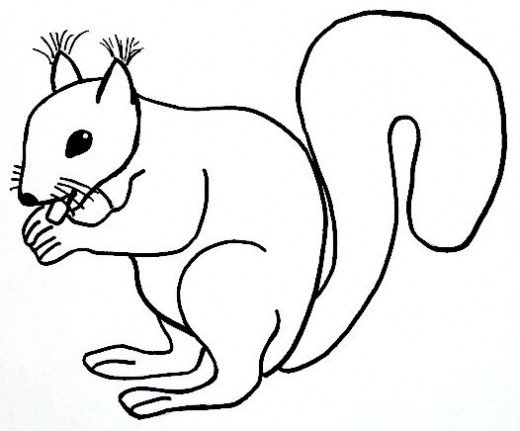 How To Draw A Squirrel Step By Step For Kids