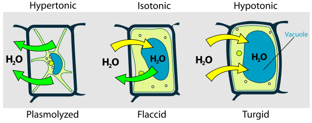 Plasmolysis - Definition, Types and Examples | Biology Dictionary