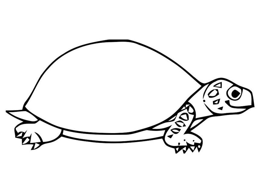 Coloring page tortoise - img 19636.