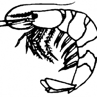 Shrimp Clip Art Black And White