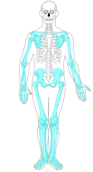 skeleton blank diagram - skeleton blank diagram printable