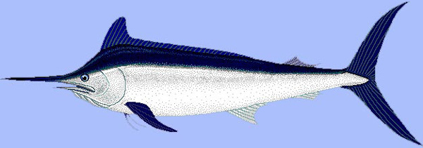 Blue Marlin Drawings - ClipArt Best